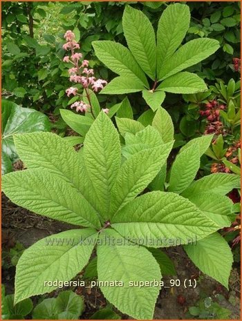 Rodgersia pinnata 'Superba' | Schout-bij-nacht, Kijkblad