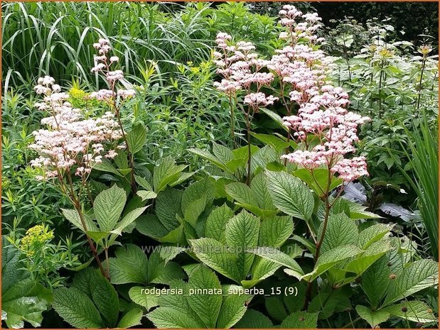 Rodgersia pinnata 'Superba' | Schout-bij-nacht, Kijkblad