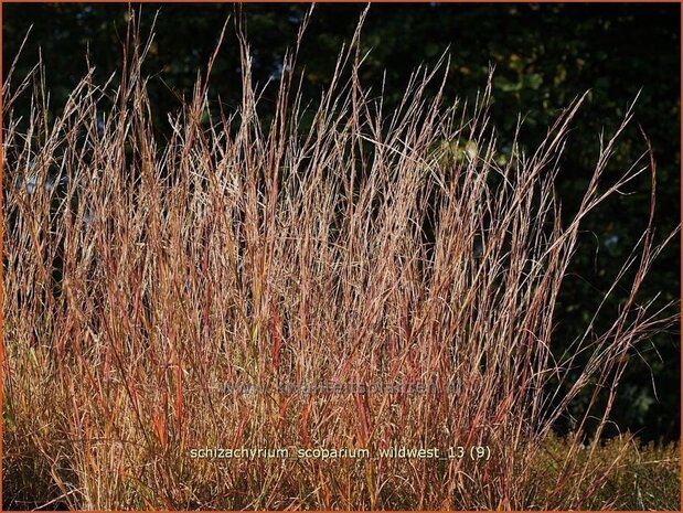 Schizachyrium scoparium 'Wildwest' | Klein prairiegras