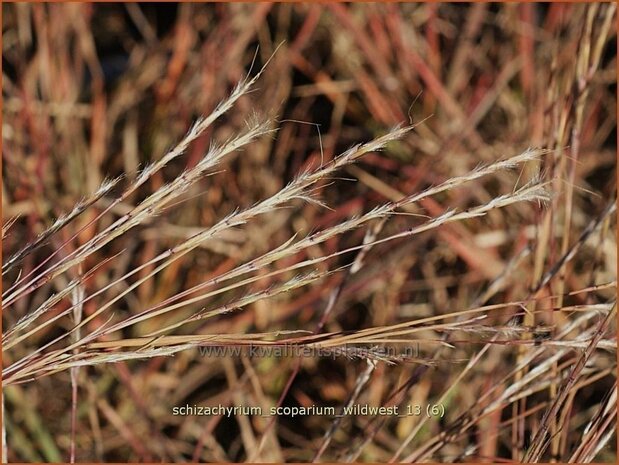 Schizachyrium scoparium 'Wildwest' | Klein prairiegras