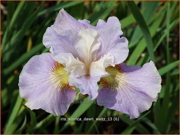 Iris sibirica 'Dawn Waltz' | Iris, Lis, Siberische iris
