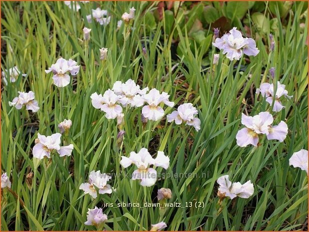 Iris sibirica 'Dawn Waltz' | Iris, Lis, Siberische iris