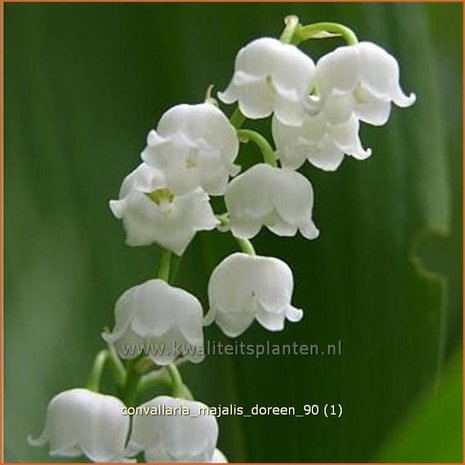 Convallaria majalis 'Doreen' | Lelietje-van-dalen