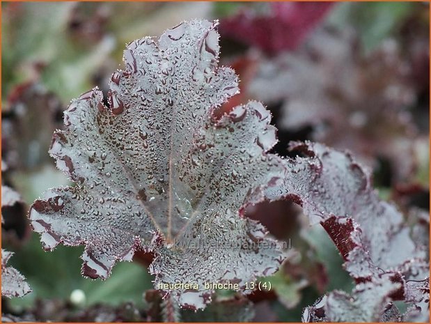 Heuchera 'Binoche' | Purperklokje