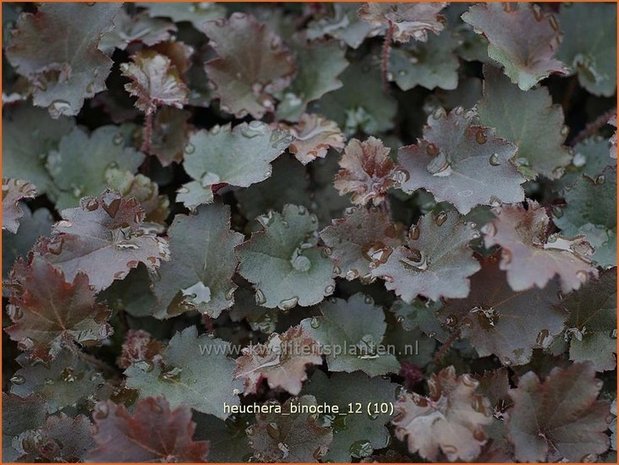 Heuchera 'Binoche' | Purperklokje