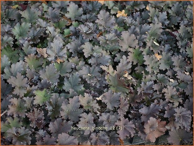 Heuchera 'Binoche' | Purperklokje