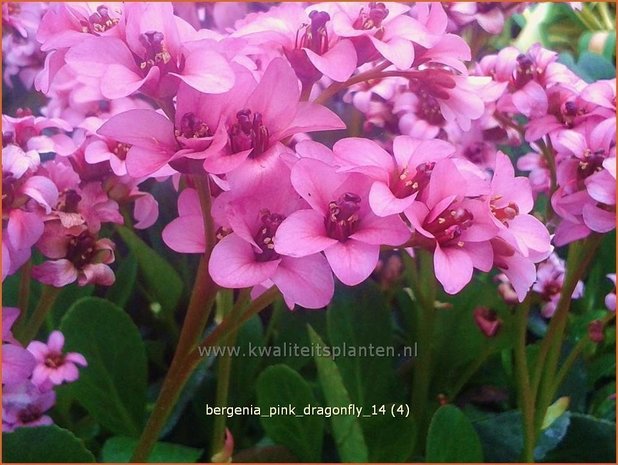 Bergenia 'Pink Dragonfly' | Schoenlappersplant, Olifantsoren