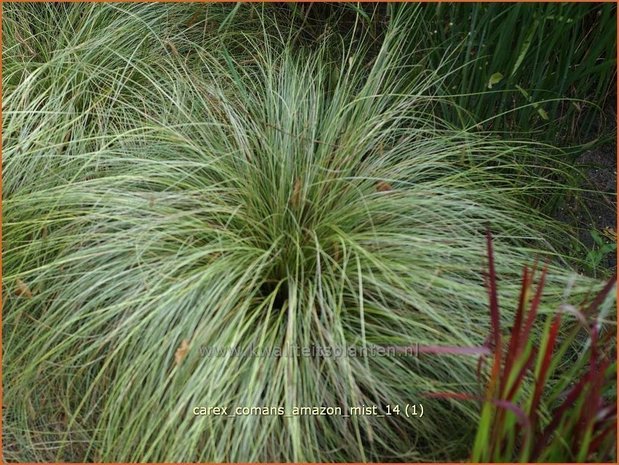 Carex comans 'Amazon Mist' | Zegge