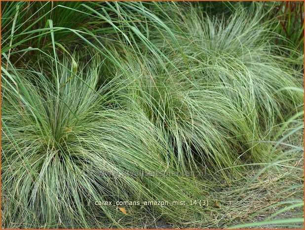 Carex comans 'Amazon Mist' | Zegge