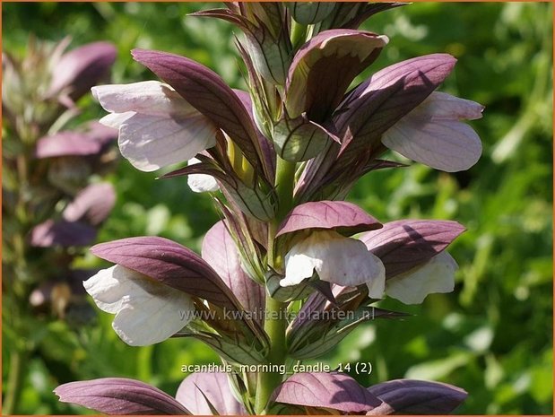 Acanthus &#39;Morning Candle&#39; | Stekelige berenklauw, Akant | Bärenklau