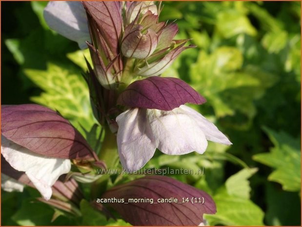 Acanthus &#39;Morning Candle&#39; | Stekelige berenklauw, Akant | Bärenklau