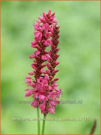 Persicaria amplexicaulis 'Speciosa' | Duizendknoop, Adderwortel