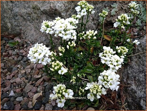 Arabis x suendermannii | Randjesbloem, Rijstebrij