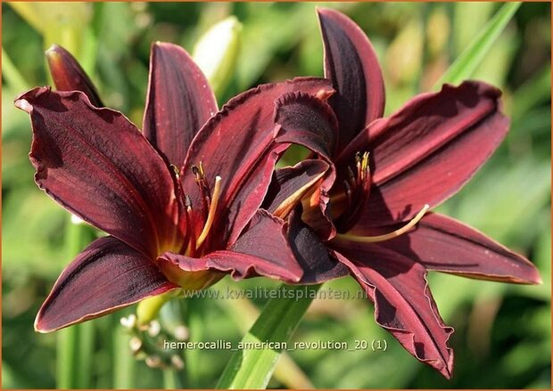 Hemerocallis 'American Revolution' | Daglelie