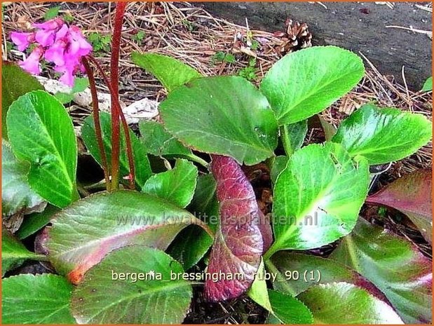 Bergenia 'Bressingham Ruby' | Schoenlappersplant, Olifantsoren