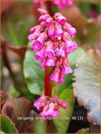 Bergenia 'Bressingham Ruby' | Schoenlappersplant, Olifantsoren