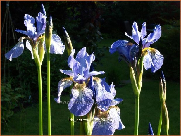 Iris sibirica 'Perry's Blue' | Siberische lis, Lis, Iris | Sibirische Schwertlilie | Siberian Iris