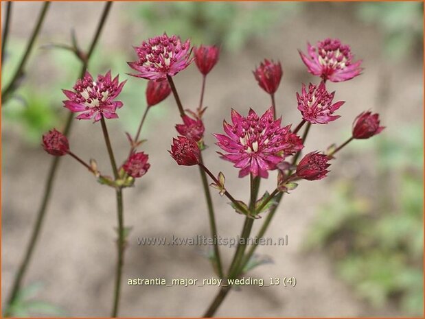 Astrantia major 'Ruby Wedding' | Zeeuws knoopje