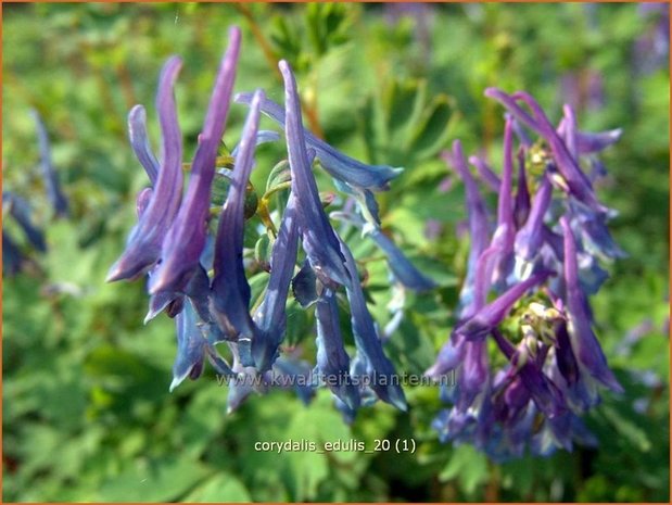 Corydalis edulis | Helmbloem