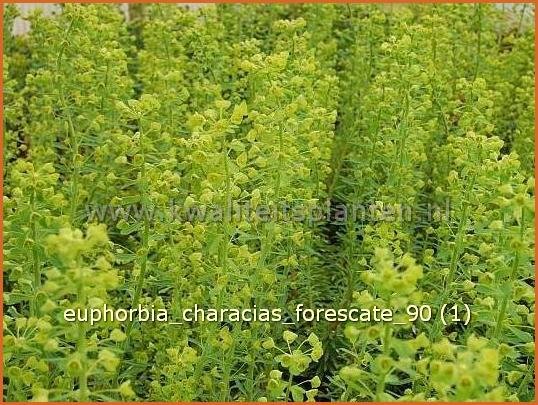 Euphorbia characias 'Forescate' | Wolfsmelk