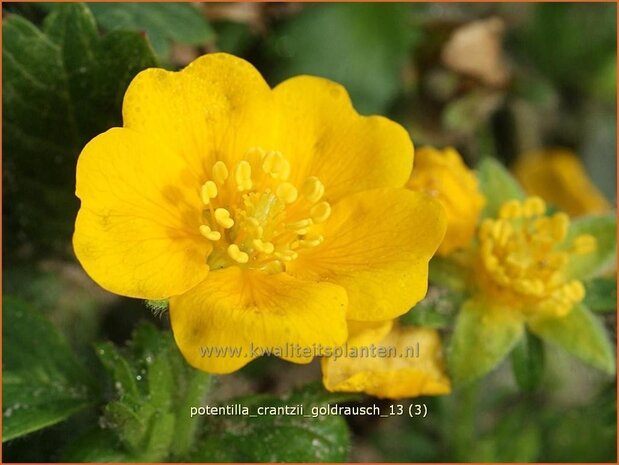 Potentilla crantzii 'Goldrausch' | Ganzerik | Zottiges Fingerkraut
