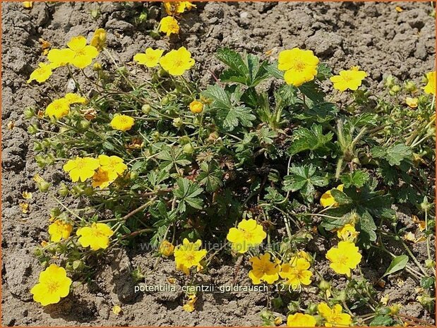 Potentilla crantzii 'Goldrausch' | Ganzerik | Zottiges Fingerkraut
