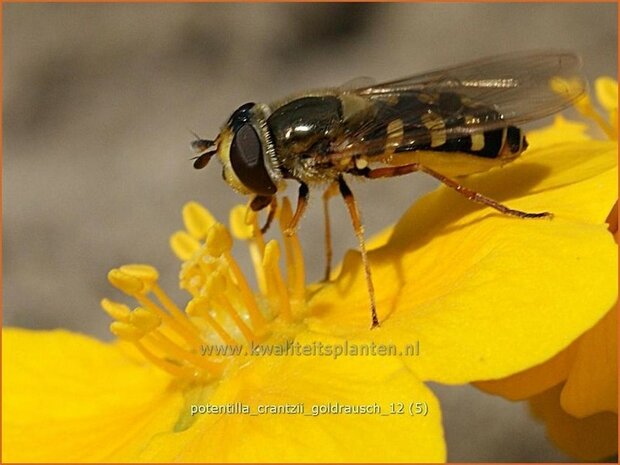 Potentilla crantzii 'Goldrausch' | Ganzerik | Zottiges Fingerkraut