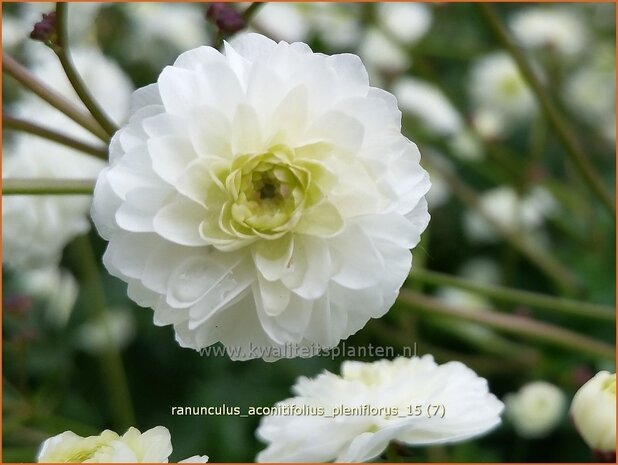Ranunculus aconitifolius 'Pleniflorus' | Witte boterbloem, Boterbloem
