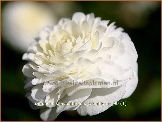 Ranunculus aconitifolius 'Pleniflorus' | Witte boterbloem