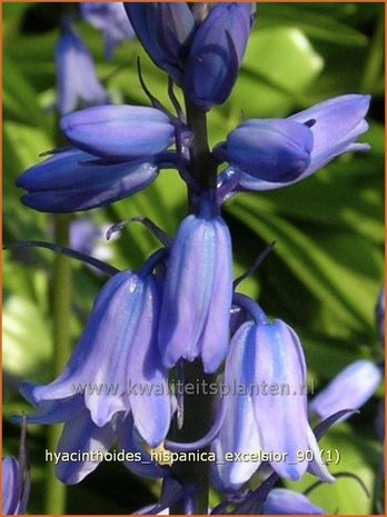 Hyacinthoides hispanica 'Excelsior' | Spaanse boshyacint