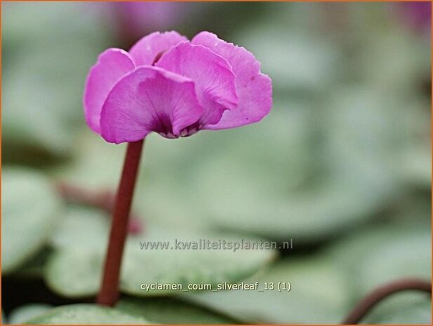 Cyclamen coum 'Silver Leaf' | Rondbladige cyclaam, Cyclaam, Alpenviooltje, Tuincyclaam | Fr&uuml;hlings-Alpenveilchen