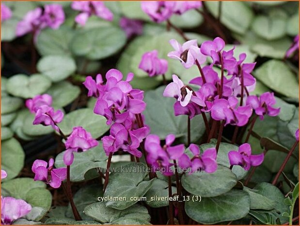 Cyclamen coum 'Silver Leaf' | Rondbladige cyclaam, Cyclaam, Alpenviooltje, Tuincyclaam | Fr&uuml;hlings-Alpenveilchen