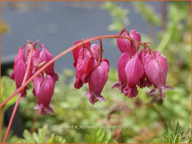 Dicentra formosa 'Luxuriant' | Gebroken hartje, Tranend hartje