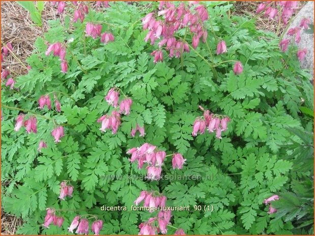 Dicentra formosa 'Luxuriant' | Gebroken hartje, Tranend hartje