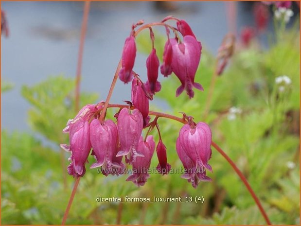 Dicentra formosa 'Luxuriant' | Gebroken hartje, Tranend hartje