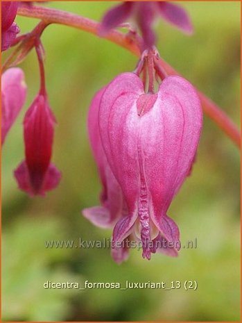 Dicentra formosa 'Luxuriant' | Gebroken hartje, Tranend hartje