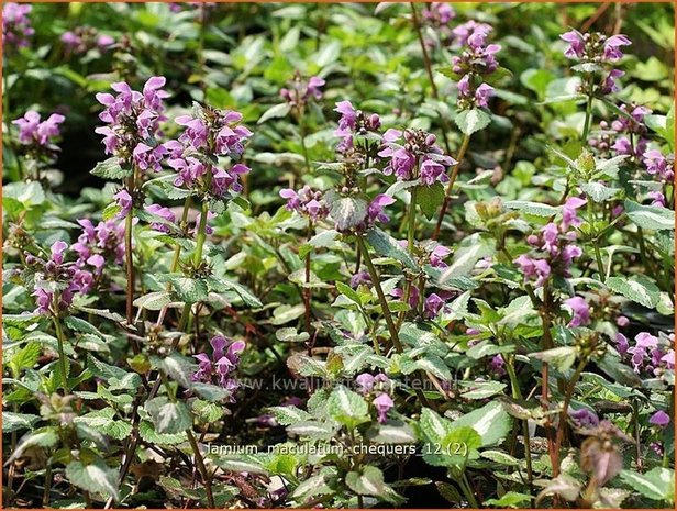 Lamium maculatum 'Chequers' | DovenetelLamium maculatum 'Chequers' | Dovenetel