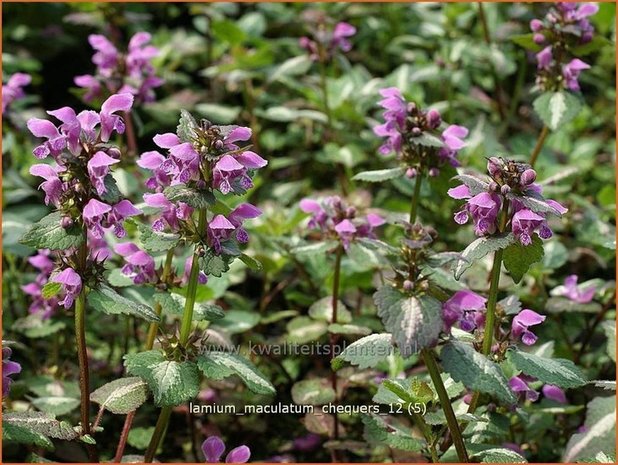 Lamium maculatum 'Chequers' | Dovenetel