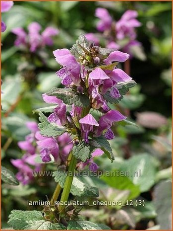 Lamium maculatum 'Chequers' | Dovenetel