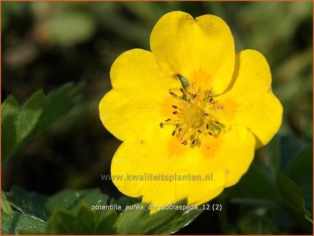 Potentilla aurea chrysocraspeda | Vijfvingerkruid, Ganzerik