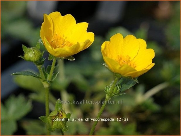 Potentilla aurea chrysocraspeda | Vijfvingerkruid, Ganzerik