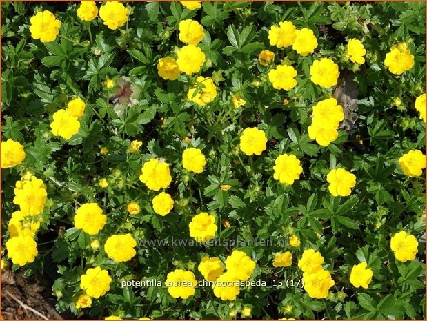 Potentilla aurea chrysocraspeda | Ganzerik, Vijfvingerkruid