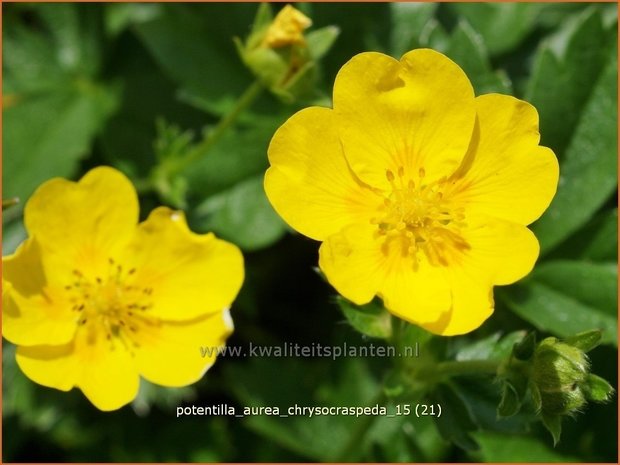 Potentilla aurea chrysocraspeda | Ganzerik, Vijfvingerkruid