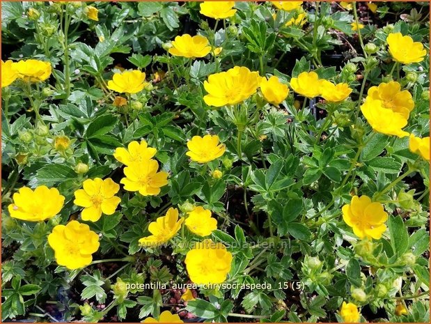 Potentilla aurea chrysocraspeda | Ganzerik, Vijfvingerkruid
