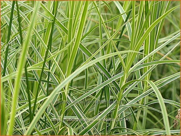 Carex muskingumensis 'Variegatus' | Palmzegge