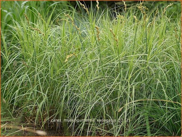 Carex muskingumensis 'Variegatus' | Palmzegge