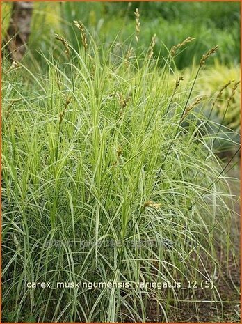 Carex muskingumensis 'Variegatus' | Palmzegge