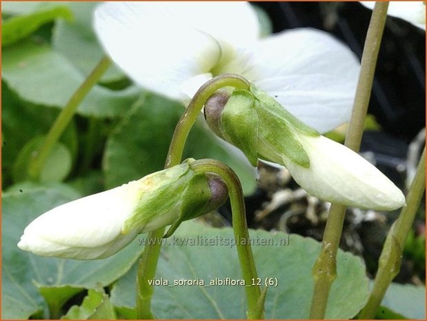 Viola sororia 'Albiflora' | Viooltje
