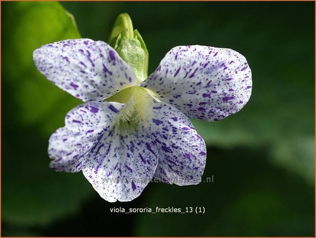 Viola sororia 'Freckles' | Viooltje