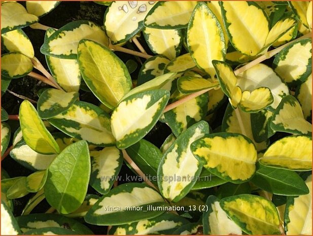 Vinca minor 'Illumination' | Kleine maagdenpalm